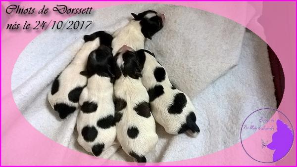 Chiots de dorssett 1 j 1