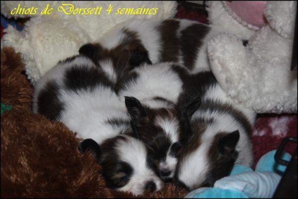 Chiots de dorssett 4 sem 1