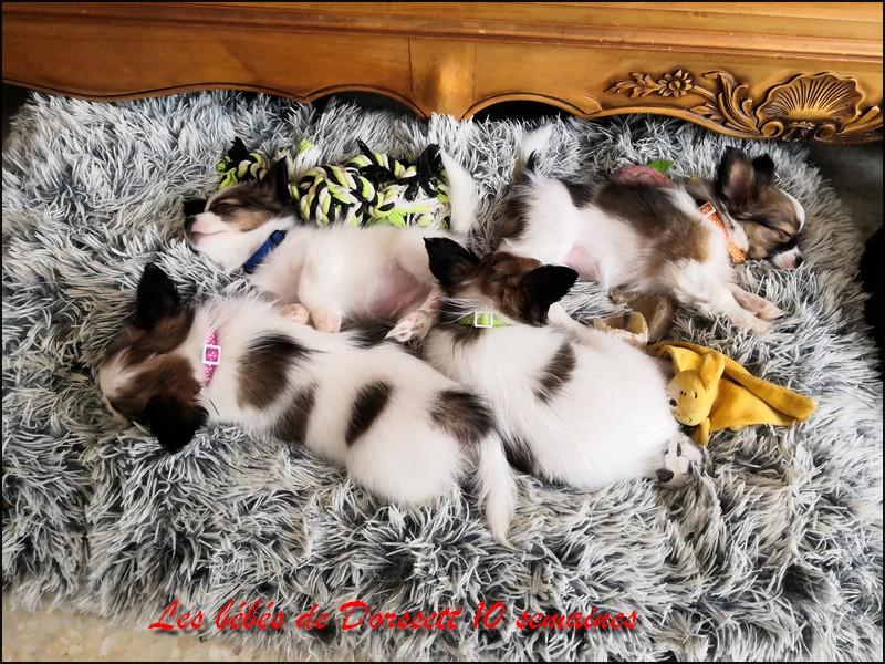 Chiots de dorssette 10 semaines