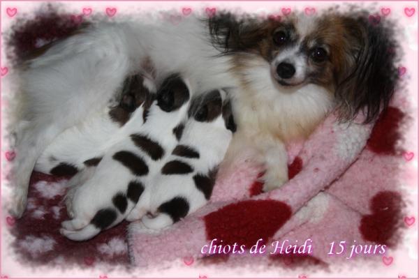 Chiots de heidi 15 jours
