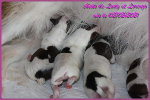 Chiots de lady 02 02 21 1