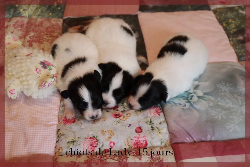 Chiots de lady 15 jours