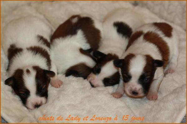 Chiots de lady a 15 j 2