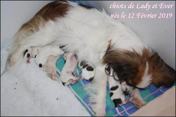 Chiots de lady et ever 1 jour 2