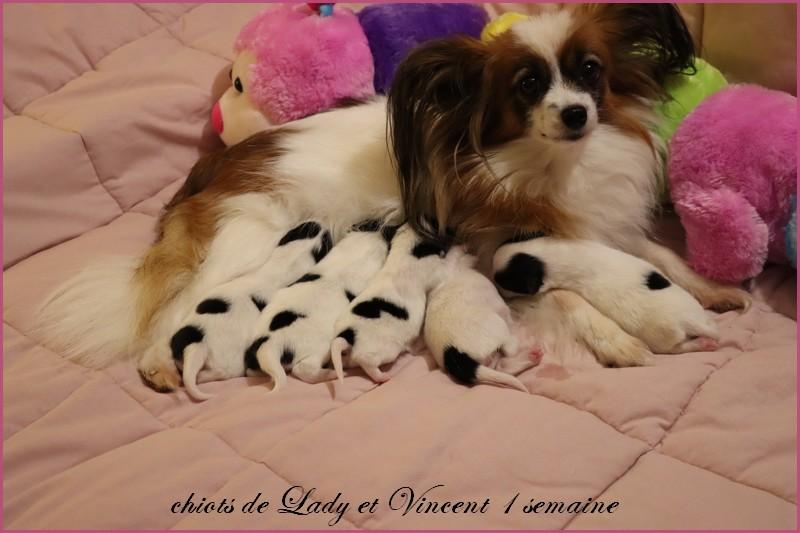 Chiots de lady et vincent 1 semaine 1