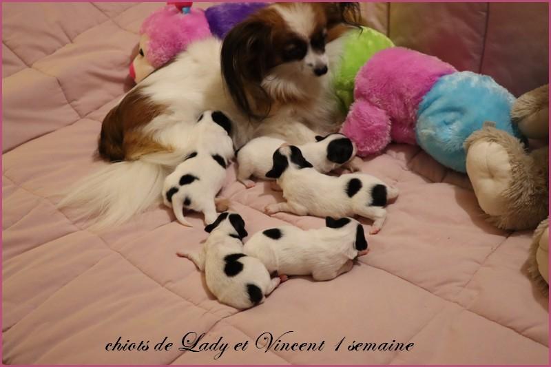 Chiots de lady et vincent 1 semaine 2