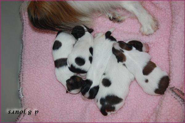 Chiots de mimi a 8 jours 2