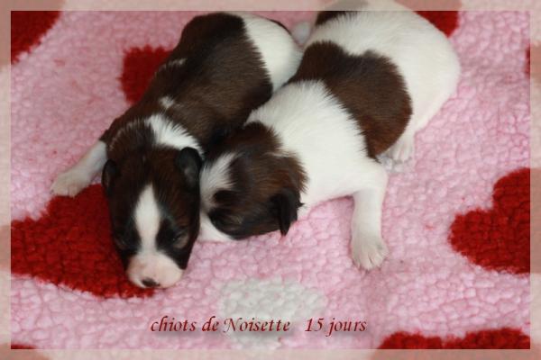 Chiots de noisette 15 jours 1