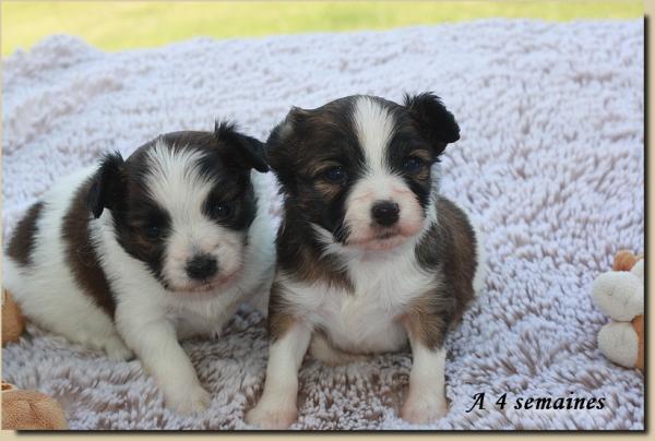 Chiots de noisette 4 sems 1