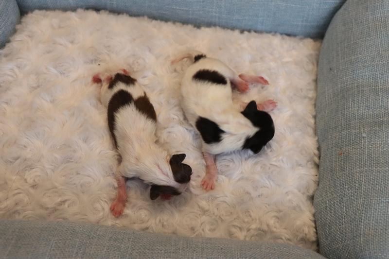 Chiots de phelicia 5 jours
