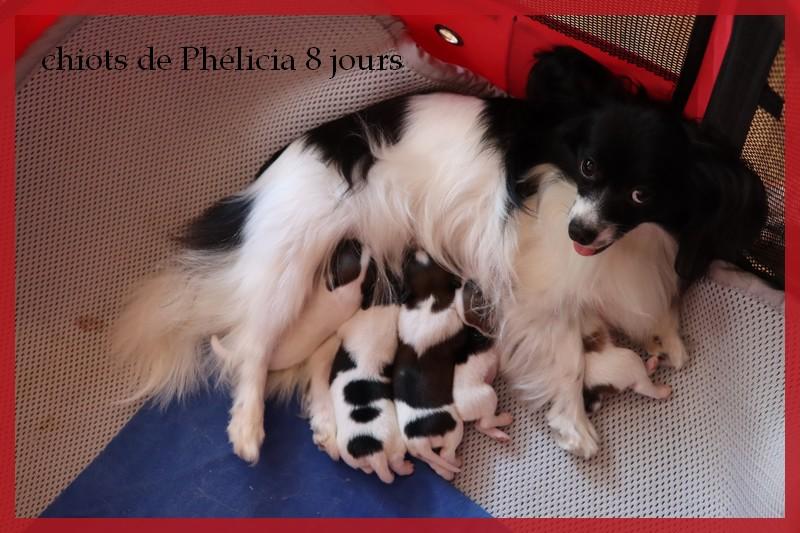 Chiots de phelicia 8 jours