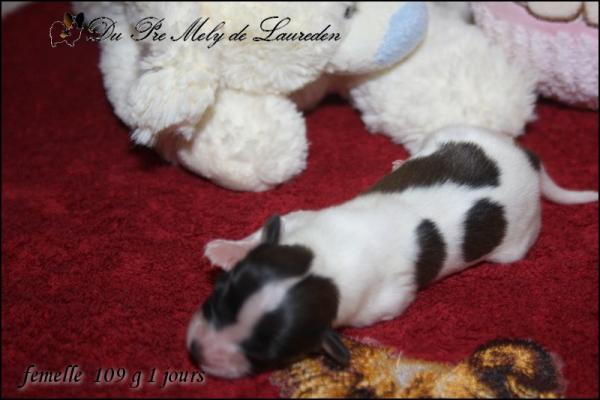 Femelle 1 jour 9