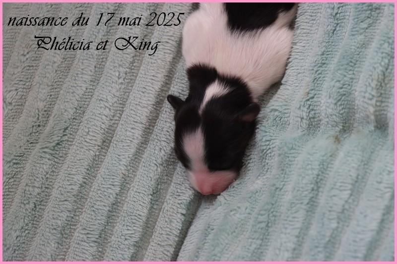 Femelle 3 jours 2