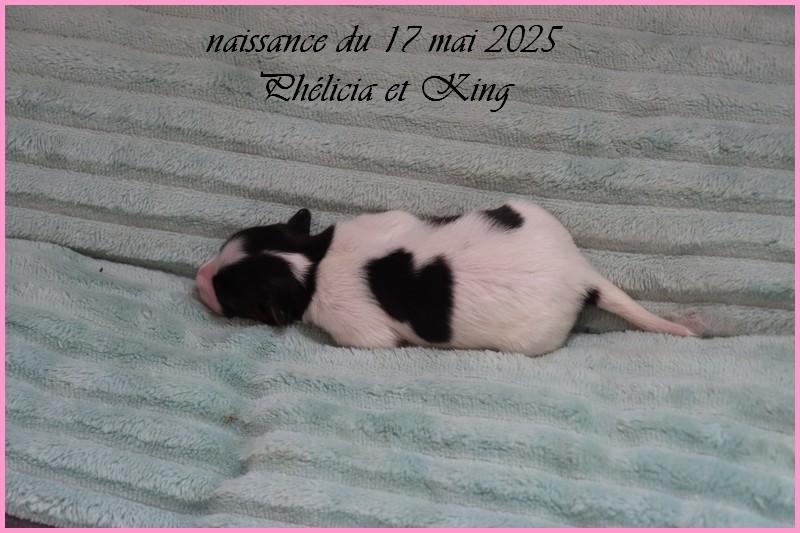 Femelle 3 jours 3