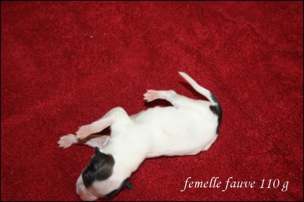 Femelle fauve 110g 1