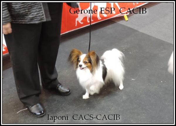 Iapo gerone cacib 20 03 2016 3