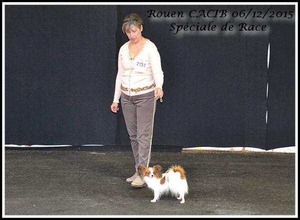 Jade mon reve rouen cacib 06 12 2015