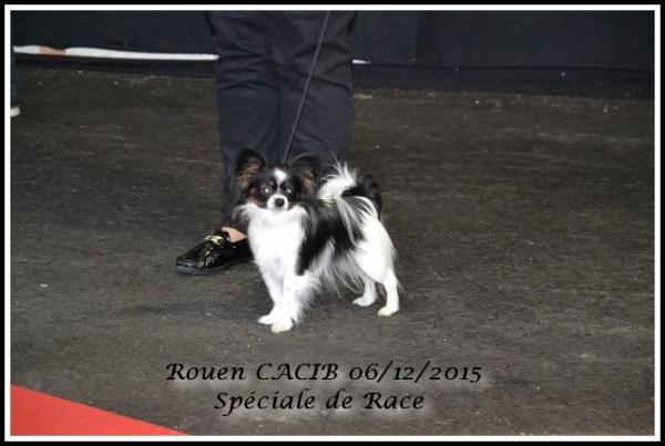 Jana rouen cacib 06 012 2015 1