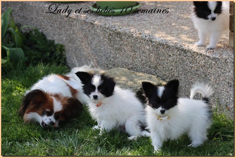 Lady et ses bebes 10 semaines 1