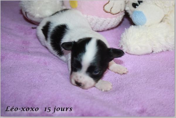 Leo xoxo 15 jours 2