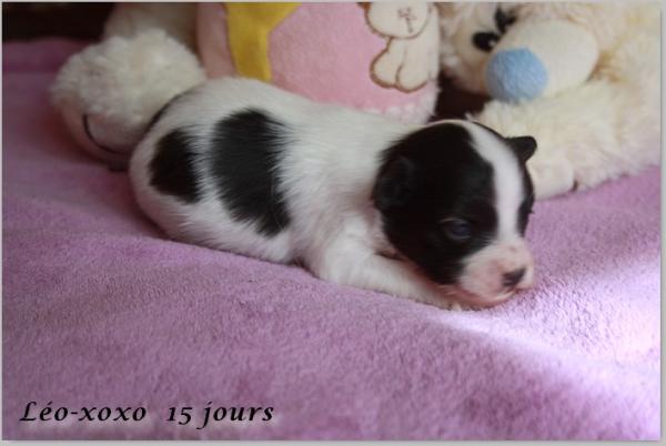 Leo xoxo 15 jours 3