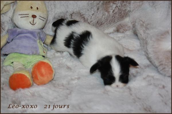 Leo xoxo 21 jours 1