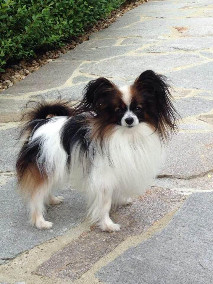 Leo xoxo 8 ans