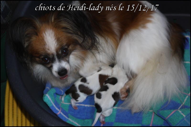 Les chiots a 1 jour 1