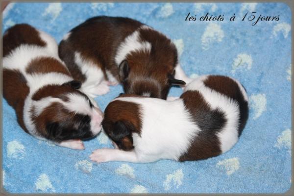 Les chiots a 15 jours 2