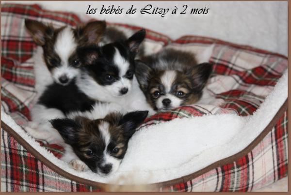 Les chiots a 2 mois 1