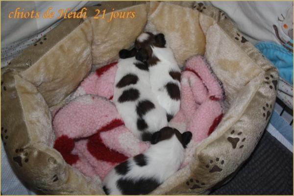 Les chiots a 21 j 1