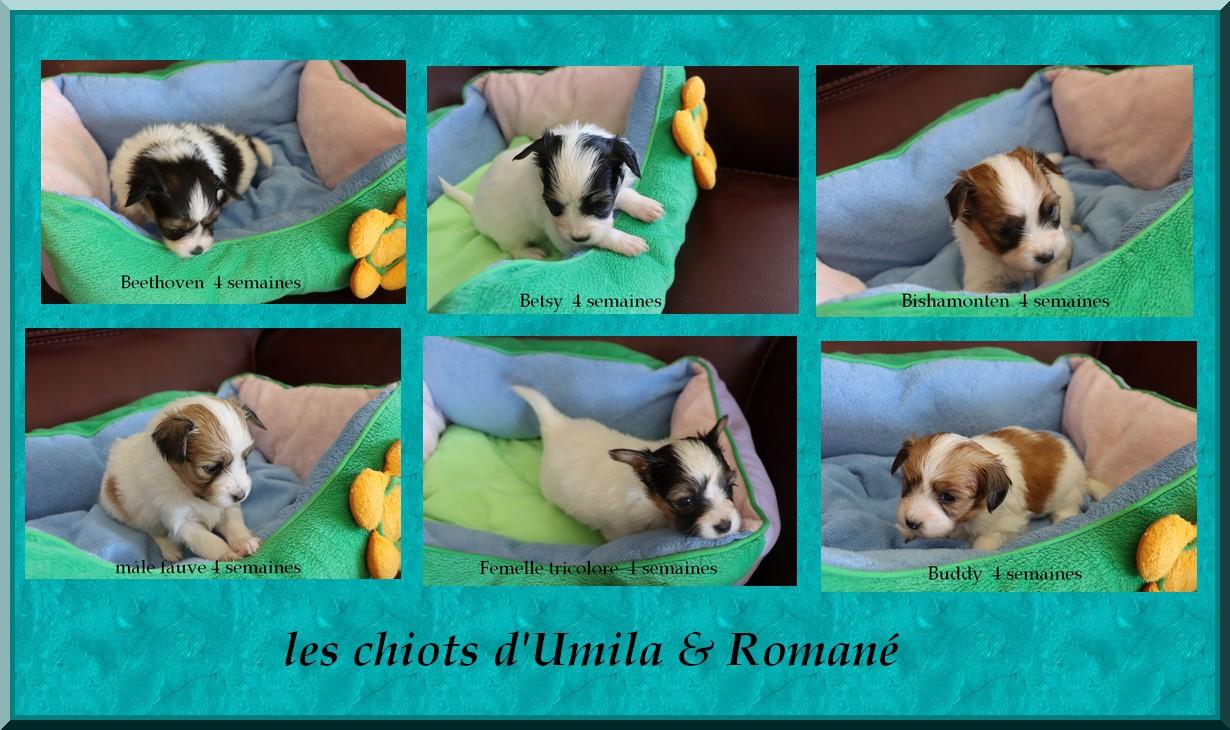 Les chiots a 4 semaines 5