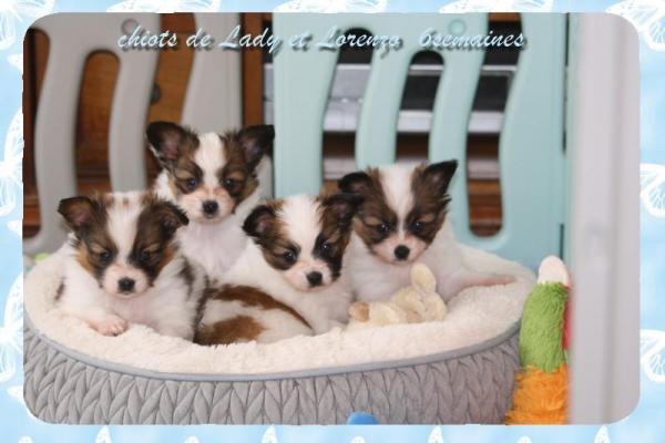 Les chiots a 6 semaines