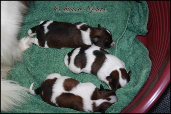 Les chiots a 8 jours 1