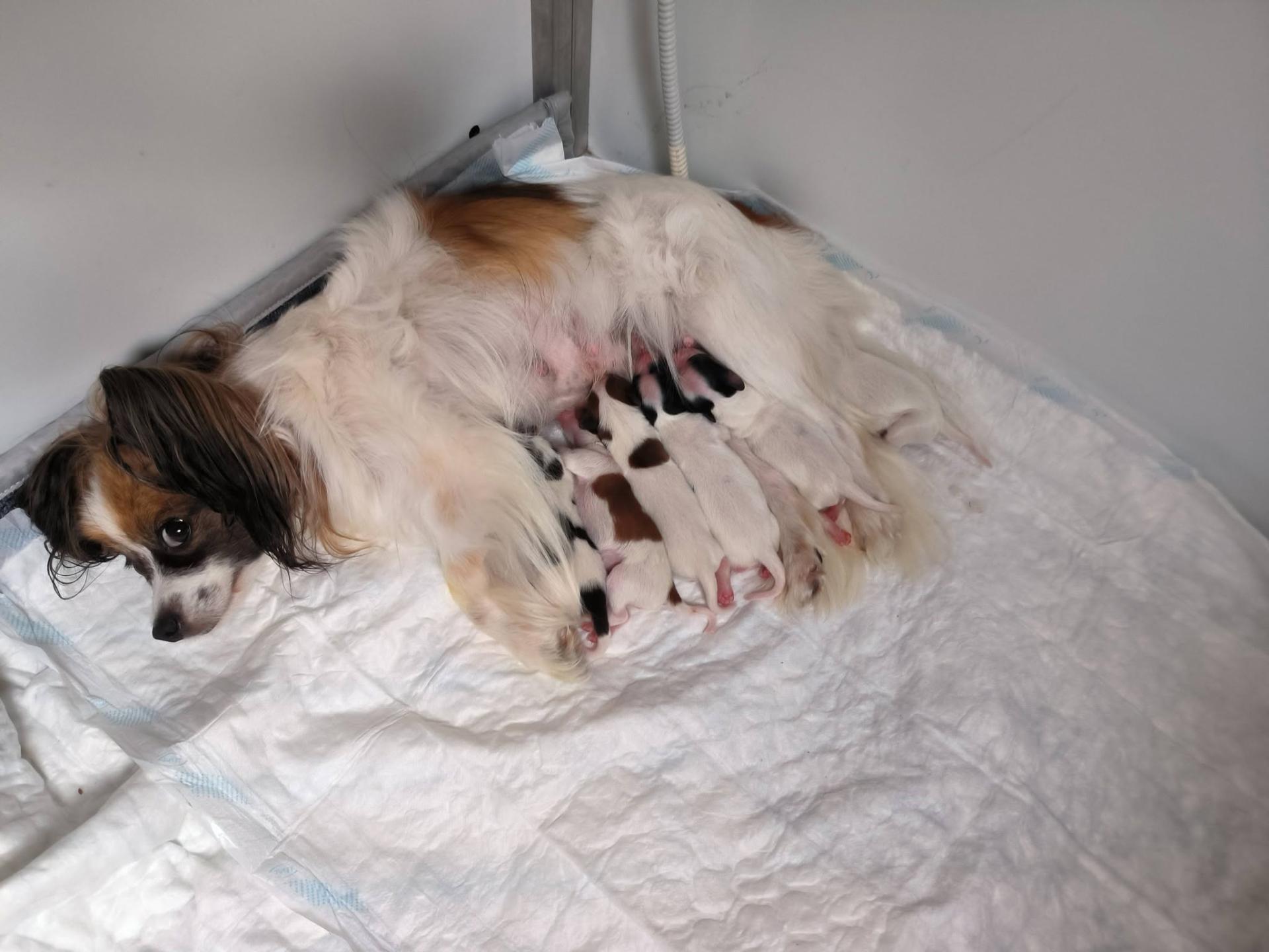 Les chiots d umila a 1 jour