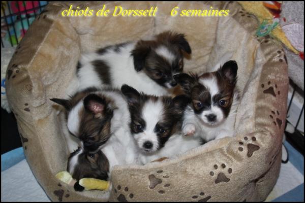 Les chiots de dorssett 6 semaines 1