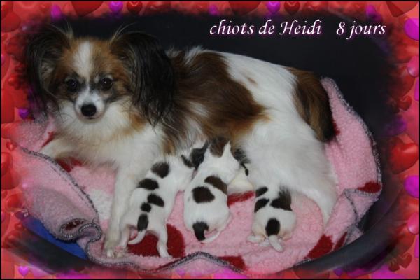 Les chiots de heidi 8 jours 1