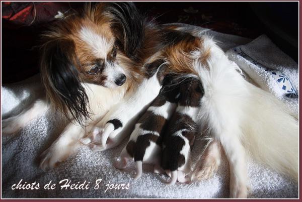 Les chiots de heidi 8 jours 2