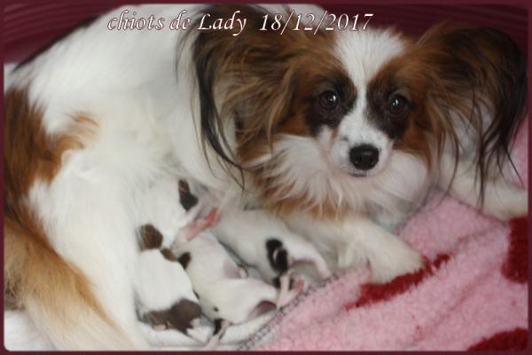 Les chiots de lady 1 jour 1