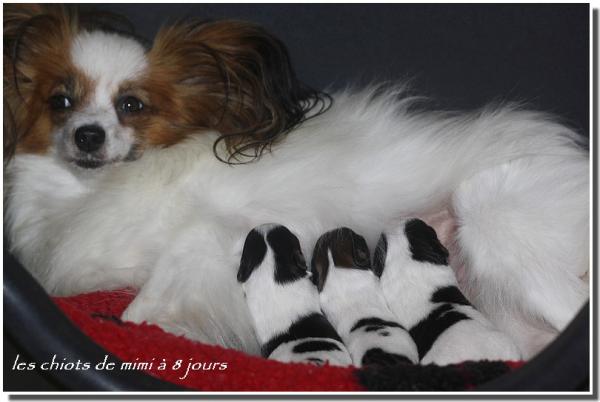 les-chiots-de-mimi-8-jours-3.jpg