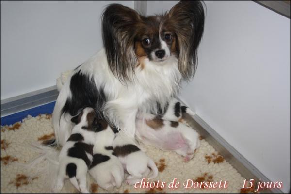 Les chiots et maman 15 j 1