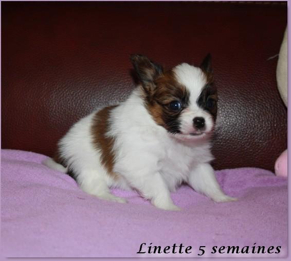 Linette 5 sems 5