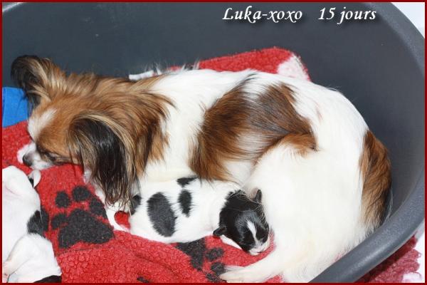 Luka xoxo 15 jours 2