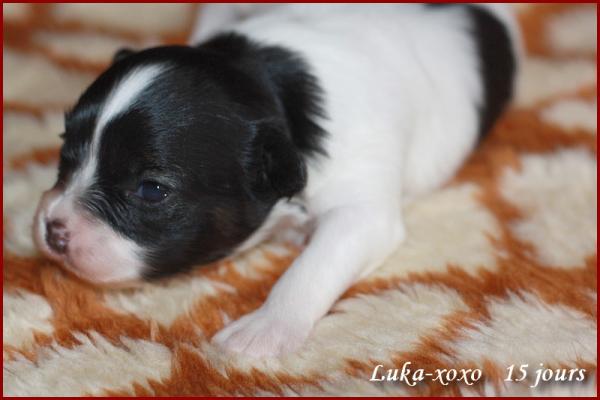 Luka xoxo 15 jours 6