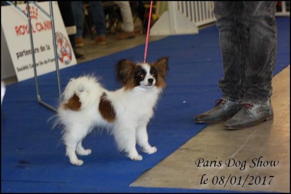 Mai lie paris dog show 1