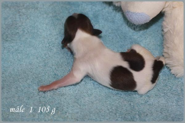Male 1 1 jour 2