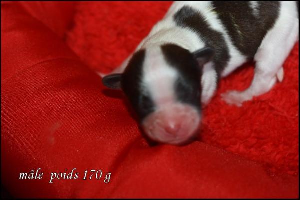 Male 1 jour 4