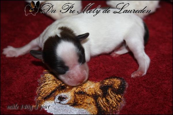 Male 140g 1 jour 3