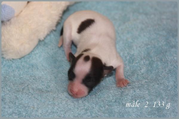 Male 2 1 jour 3