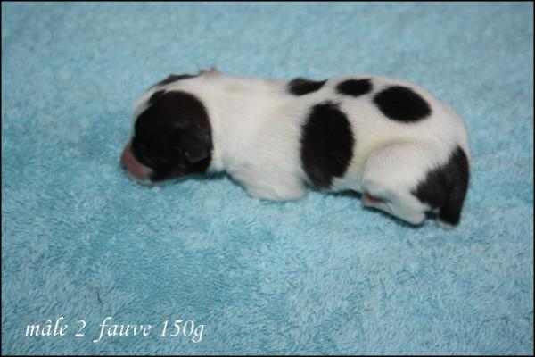 Male 2 fauve 150g 3